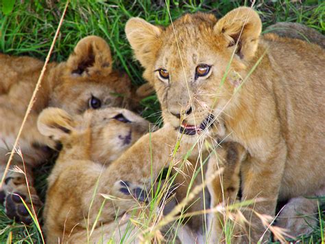 Cubs Playing Cubs Playing In The Shadow Masai Mara Kenya Tambako