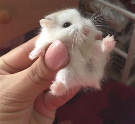 Adorable Hamster Cute Baby Animals Cute Little Animals Cute Hamsters
