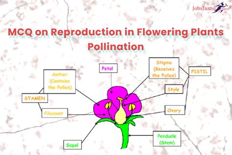 Reproduction In Flowering Plants Mcq Pdf Neet Download Pollination