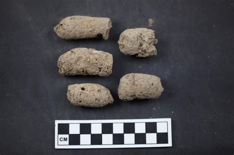 Machine Learning Helps Scientists Distinguish Ancient Human Dog Poop