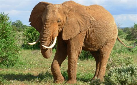 Download Animal African Bush Elephant Hd Wallpaper
