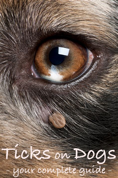 This little brain game will teach your dog that looking into your eyes is what magically grants him a treat. What Do Ticks Look Like? - A Dog Health Guide