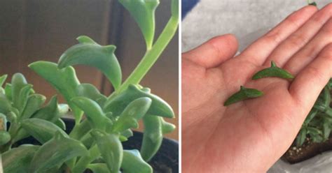 Dolphin Succulents Will Be Your New Houseplant Obsession Planting