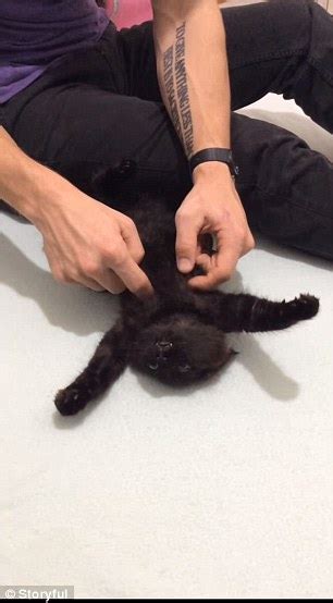 Purrfect Video Shows The Adorable Moment Crow The Foster Kitten Loves