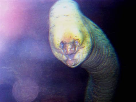 Creepy Deep Sea Creatures 48 Photos