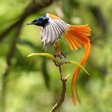 Bird Of Paradise Asian Райские птицы Красивые птицы Мухоловка