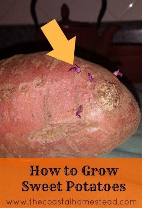 How To Grow Sweet Potatoes Growing Sweet Potatoes Sweet Potato Plant