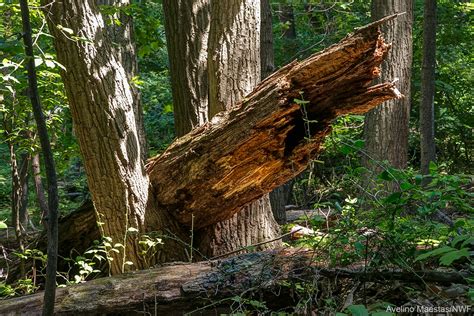 Dead Trees Are Anything But Dead The National Wildlife Federation Blog