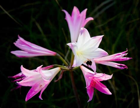 6 Different Types Of Naked Ladies Flowers Homeporio