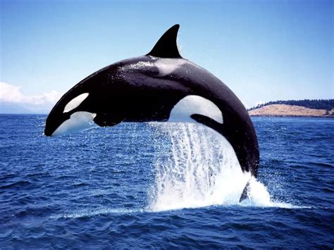 Why Are Orcas Important To The Ecosystem Sciquest