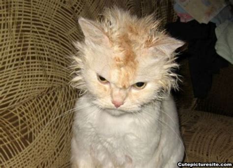 The 25 Grumpiest Cats Ever