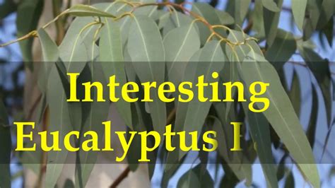 Interesting Eucalyptus Facts YouTube