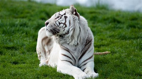 Tiger Albino 2 Hd Animals 4k Wallpapers Images