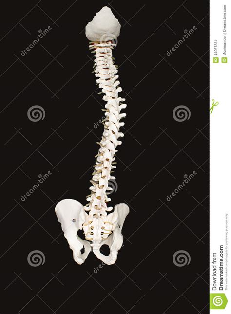 Back bones diagram, human back bones skeleton, human back muscles and bones, human backbone structure, pictures of human back bones, bone. Human Backbone stock illustration. Image of spinal, over - 44067334