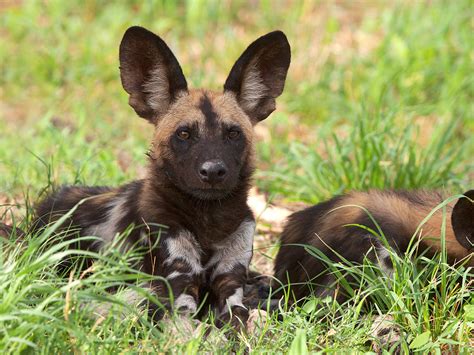 Big Ear Puppy African Wild Dog Puppy Resting And Listening Flickr