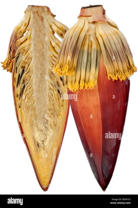 Parts Of Banana Hi Res Stock Photography And Images Alamy