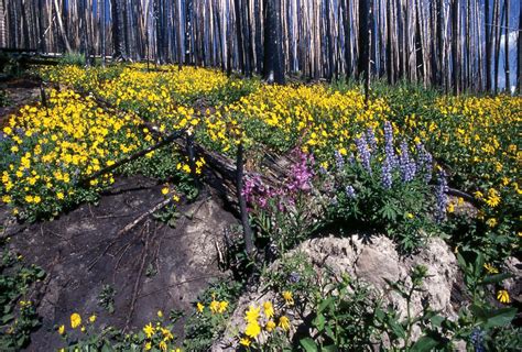 Yellowstone Flora And Fauna