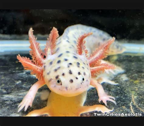 最も好ましい Axolotl For Sale Near Me 208803 Leucistic Axolotl For Sale Near Me