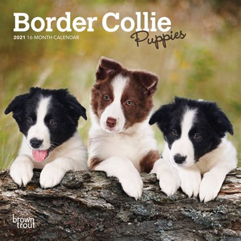 Border Collie Puppies 2021 Mini Wall Calendar Dogdays 2022 Calendar