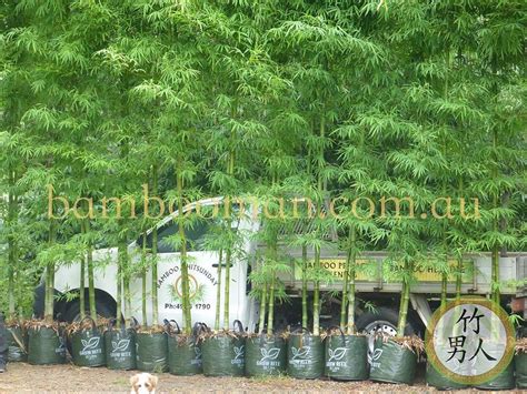 Smart Bamboo In Pots Bamboo Whitsunday