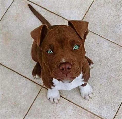 River~red Nose Pitbull 😏 Cute Animals Cute Baby Animals