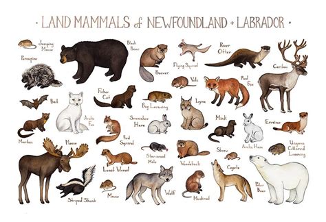 Newfoundland And Labrador Land Mammals Field Guide Art Print Guided Art