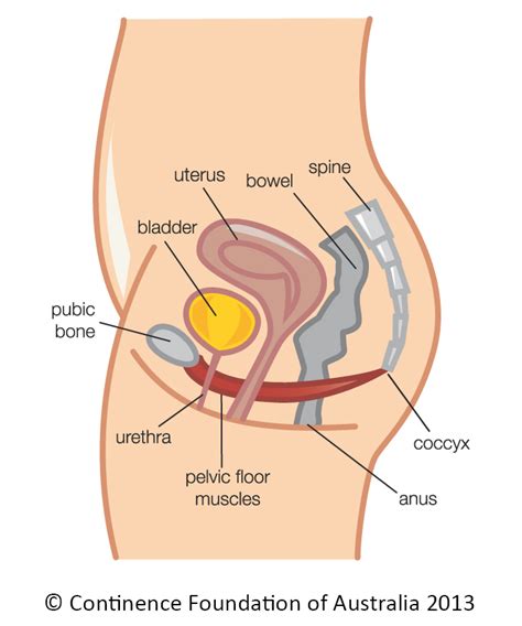 What Is The Pelvic Floor Pottsville Physiotherapy