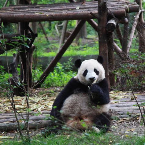 Live Virtual Encounter With Giant Pandas Ep 42 Cgtn
