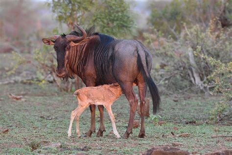 Tamboti Tented Camp Makes The Ideal Base When Visiting Central Kruger