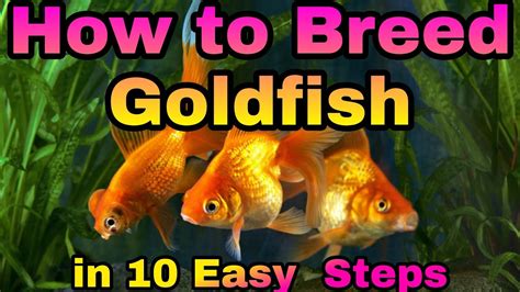 How To Breed Goldfish In 10 Easy Steps Part 1 Youtube