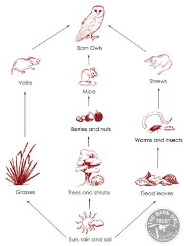 Food web poster by pellets, inc. Owl Facts: Barn Owl food chain - The Barn Owl Trust
