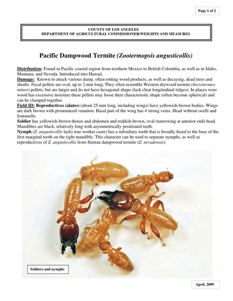 Pdf Pacific Dampwood Termite Zootermopsis Angusticollis Pest