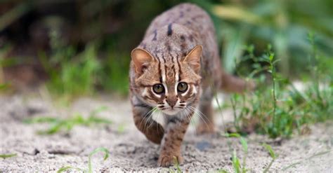 The Top 10 Smallest Wild Cats In The World A Z Animals