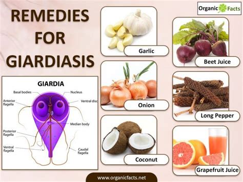 Some Of The Most Effective Home Remedies For Giardiasis Include The Use