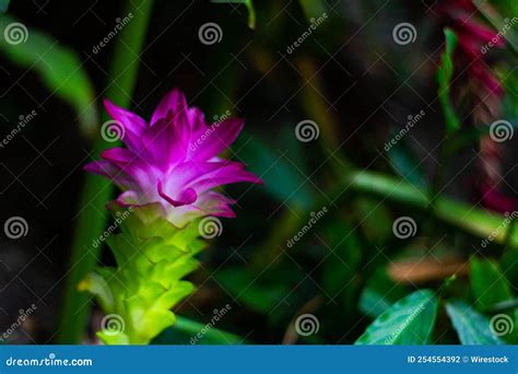 Closeup Of A Purple Native Turmeric Flower Stock Photo Image Of