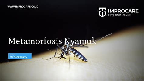Metamorfosis Nyamuk Perjalanan Dari Telur Hingga Nyamuk Dewasa Pt Mahaka Improcare Indonesia
