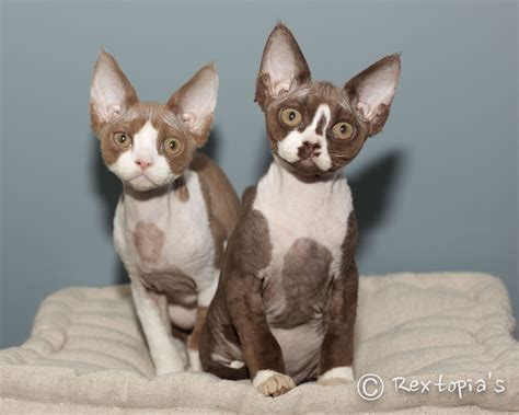Seven Things You Wont Miss Out If You Attend Cornish Rex Breeder New