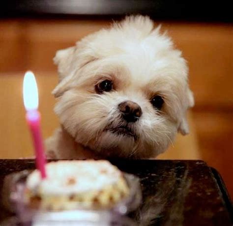 Happy Birthday Cute Dog Images
