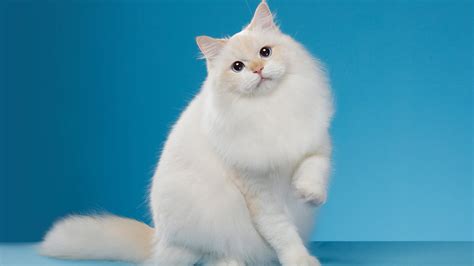 Cute Cat Is Sitting On Table With Blue Background While Taking A Snap