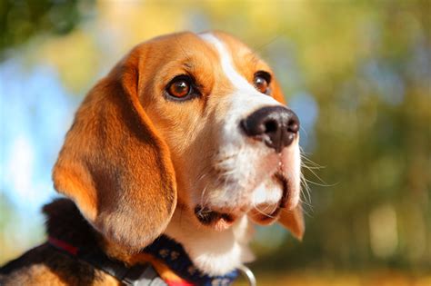 Pictures Beagle Dog Snout Head Glance Closeup Animals