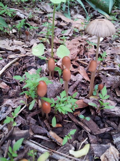 Sw Ohio Multiple Mushrooms Deconica Mushroom Hunting And