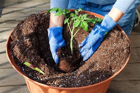 How To Plant Tomatoes In The Ground And Tomato Root Depth Bonnie Plants