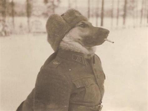 Funny Russian Military Dog A Military Photos And Video Website