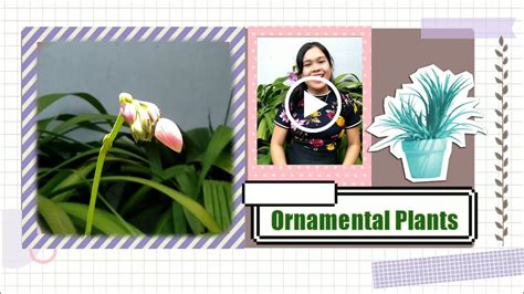 Different Kinds Of Ornamental Plants Mamas Garden 🌻 Youtube