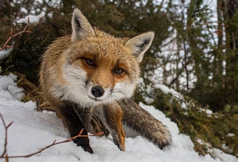 Jura Le Renard Invité Dhonneur Du Festival Vous Avez Dit