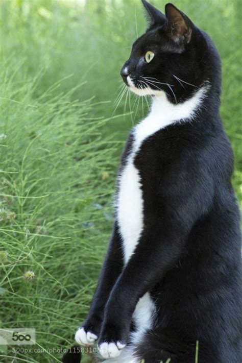 A Black And White Cat Sitting In The Grass Looking Off Into The