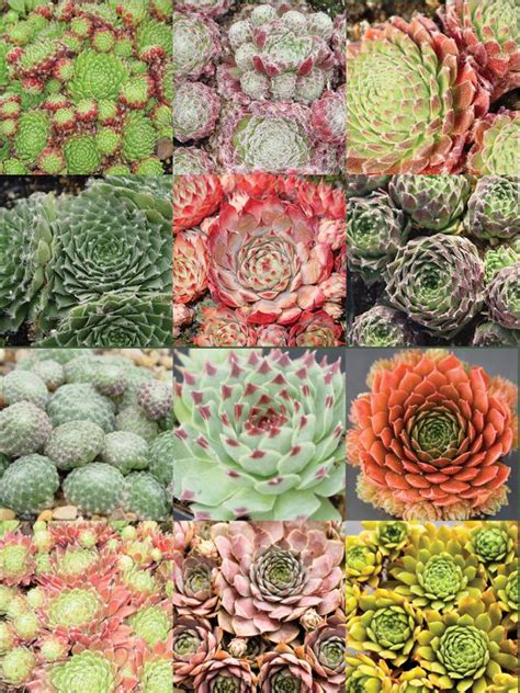 Sempervivum Hens And Chicks For Sale Hardy Succulents