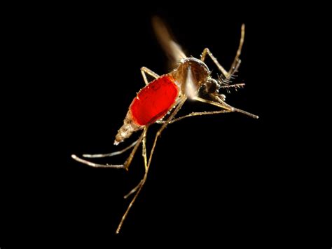 Blood In A Mosquitos Belly Could Reveal How Diseases Spread Wired
