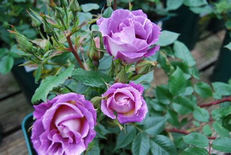 Can be used for beds and borders, container rose, garden or. Rose 'Blue For You' : Grows on You