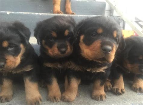 Los angeles california pets and animals 700 $. Rottweiler Puppies for sale. for Sale in Los Angeles, California Classified | AmericanListed.com